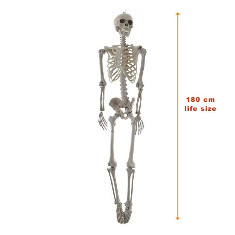 Halloween 180cm Skeleton