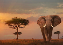 Load image into Gallery viewer, Ravensburger Puzzle - Elephant of the Massai Mara 1000 pieces
